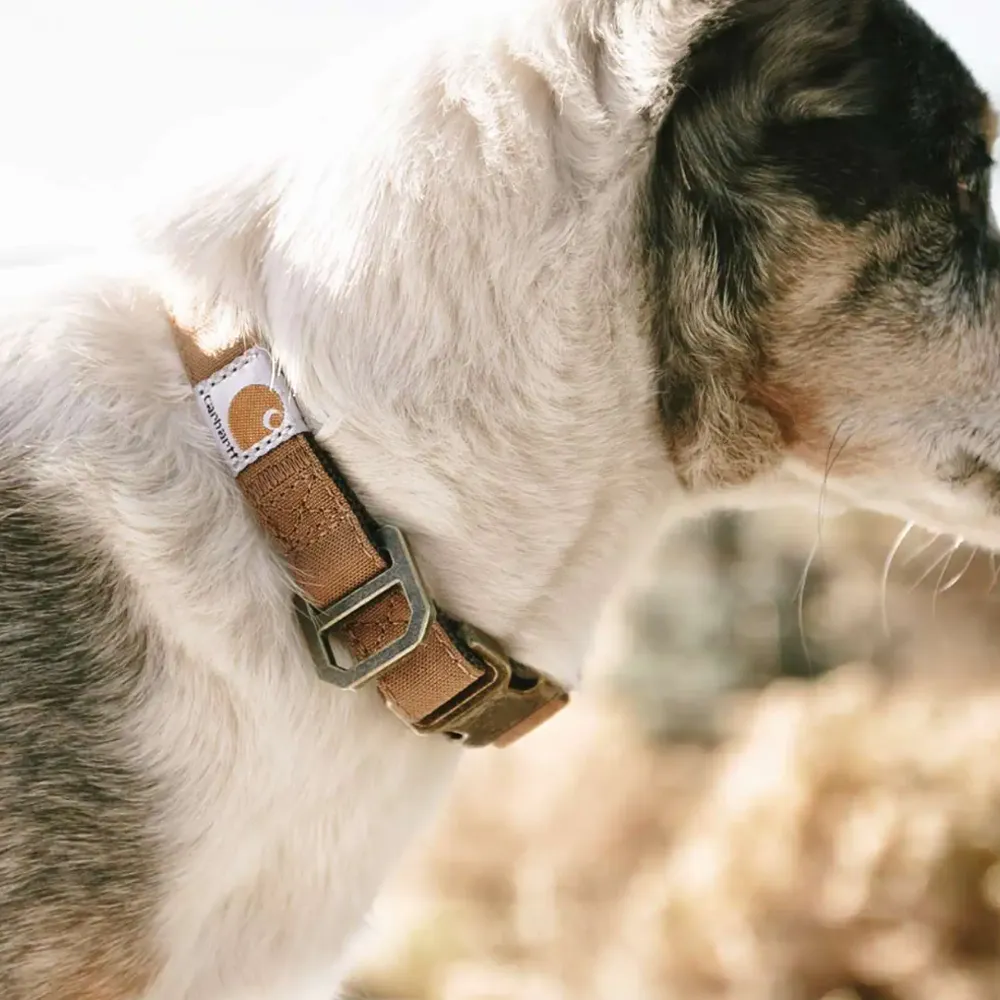 Carhartt P000344 Nylon Canvas Duck Dog Collar