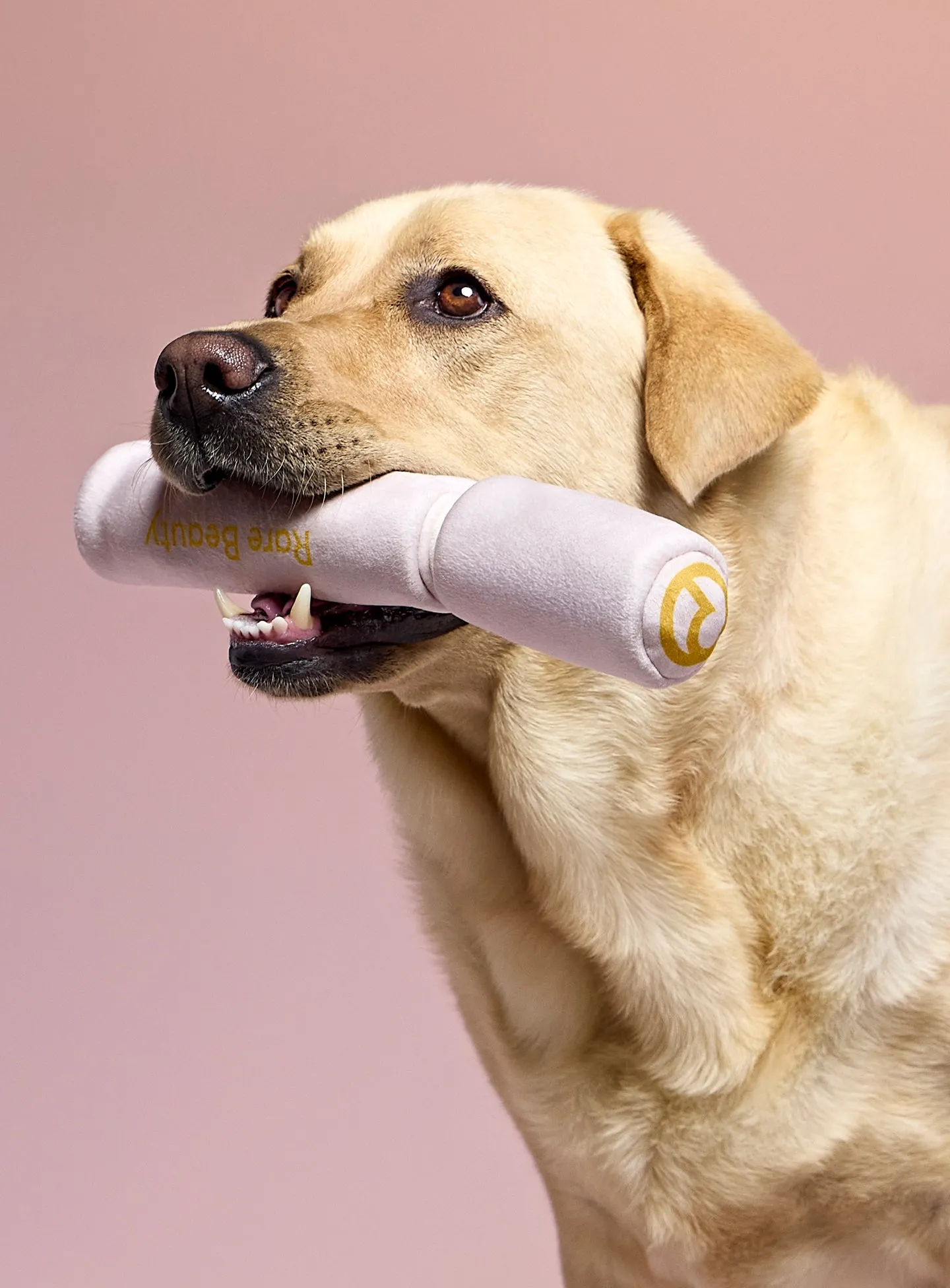 Pawfect Strokes Mascara Dog Toy