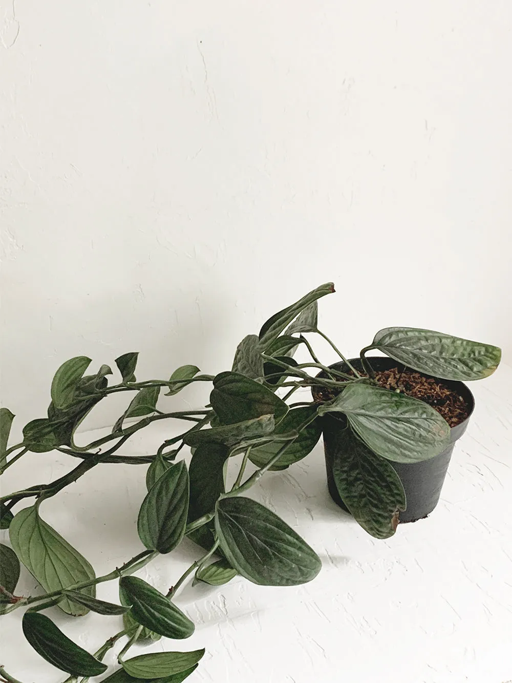 Philodendron Peru