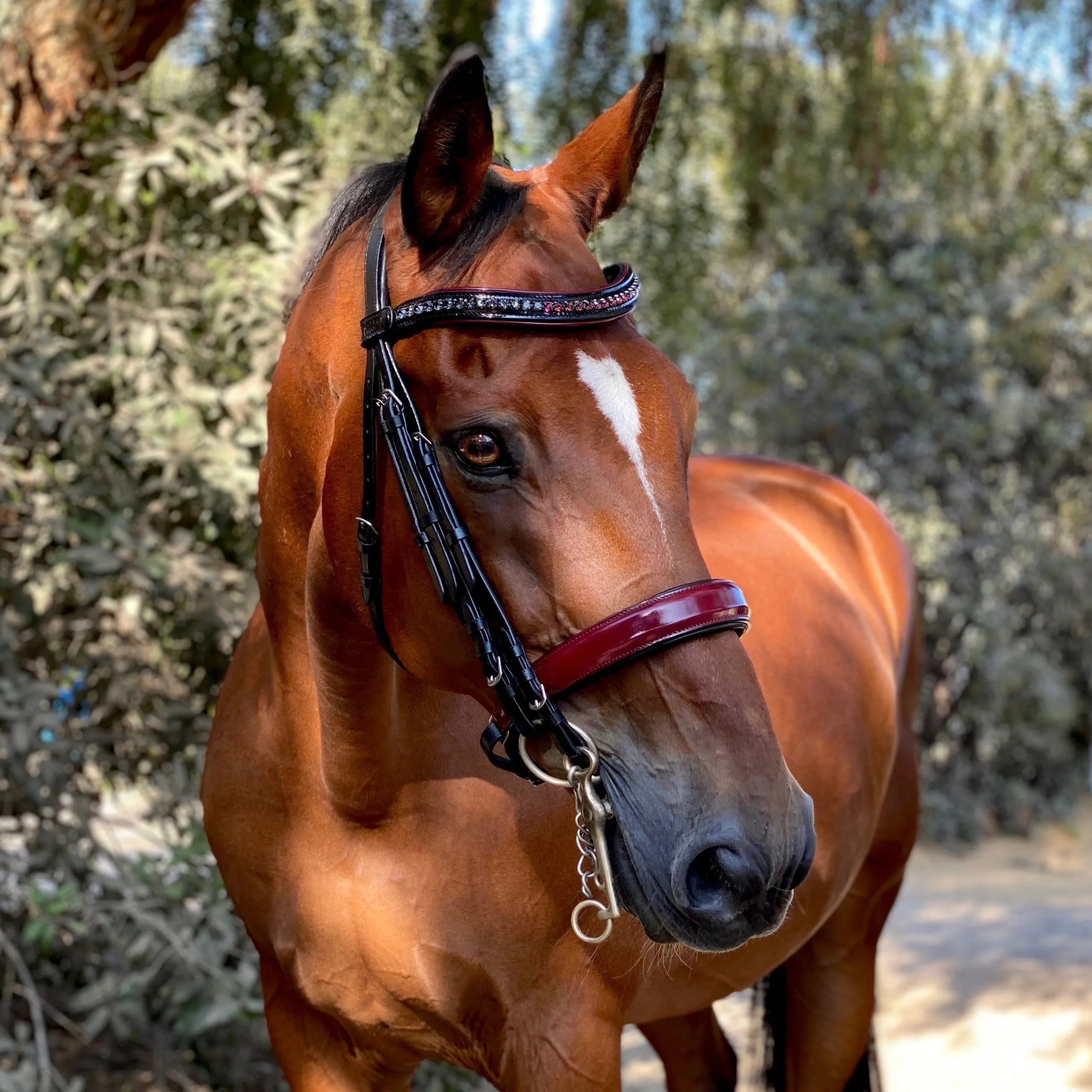 Rosewood - Burgundy Patent Double Bridle